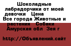 Шоколадные лабрадорчики от моей девочки › Цена ­ 25 000 - Все города Животные и растения » Собаки   . Амурская обл.,Зея г.